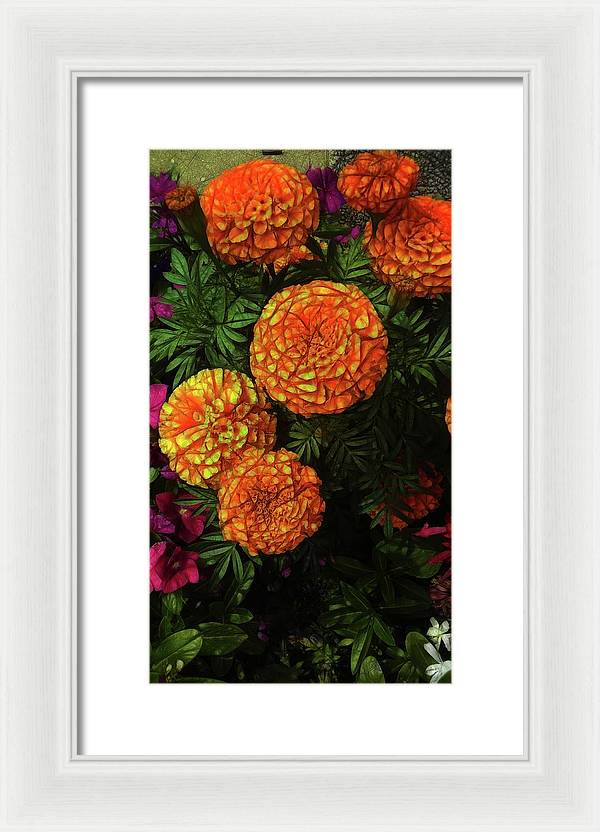 Large Marigolds - Framed Print