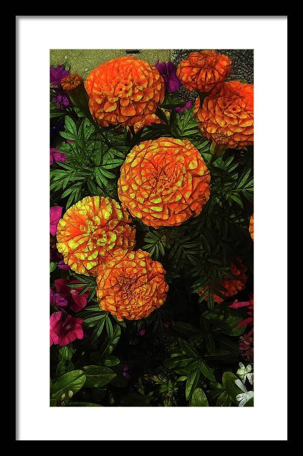 Large Marigolds - Framed Print