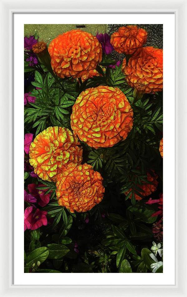 Large Marigolds - Framed Print