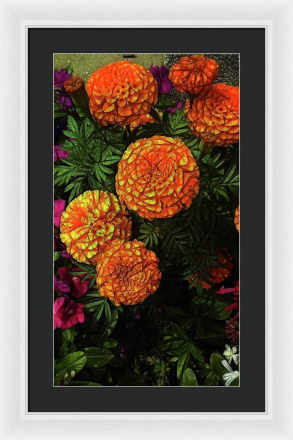 Large Marigolds - Framed Print