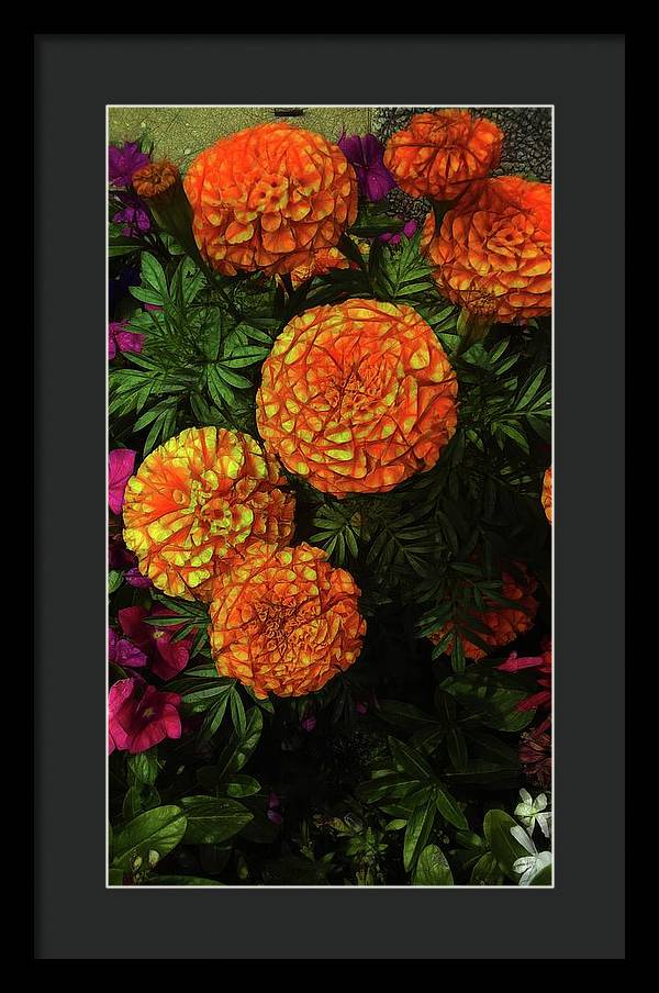 Large Marigolds - Framed Print