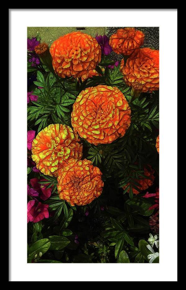 Large Marigolds - Framed Print