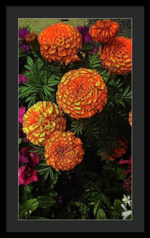 Large Marigolds - Framed Print