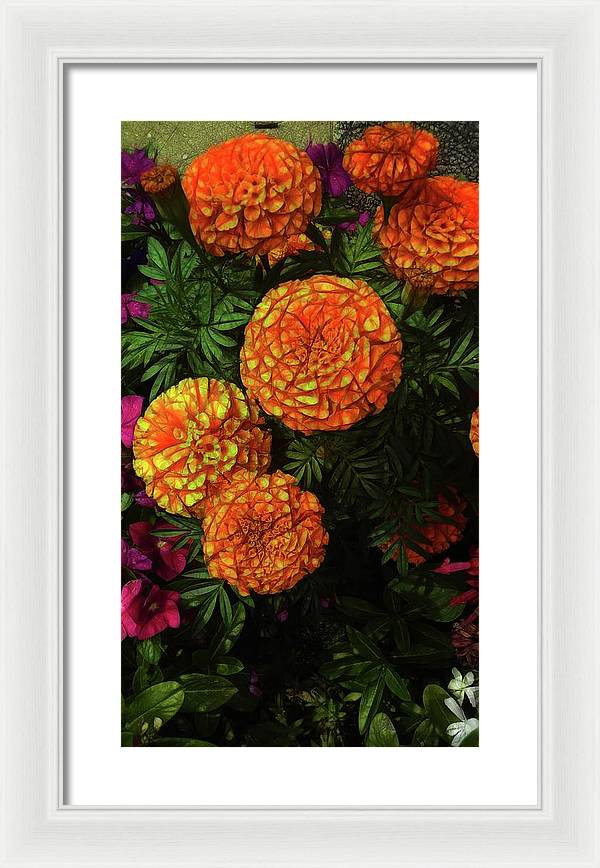 Large Marigolds - Framed Print