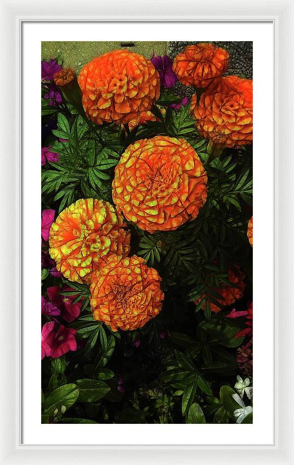 Large Marigolds - Framed Print