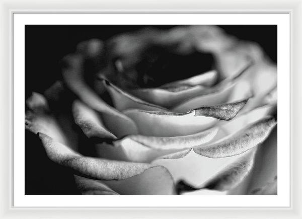 Light Black and White Rose - Framed Print
