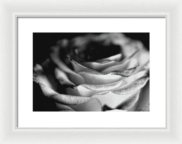 Light Black and White Rose - Framed Print