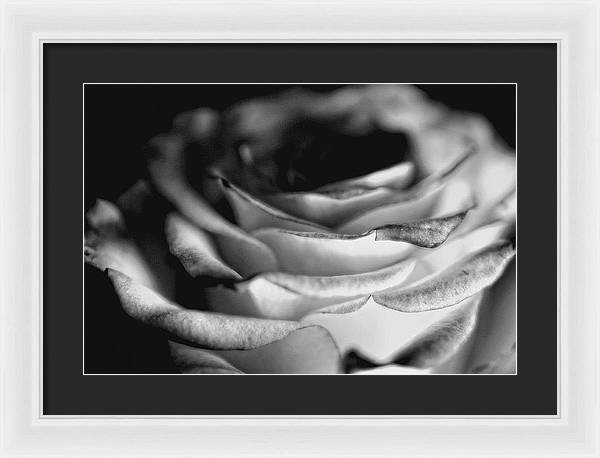 Light Black and White Rose - Framed Print