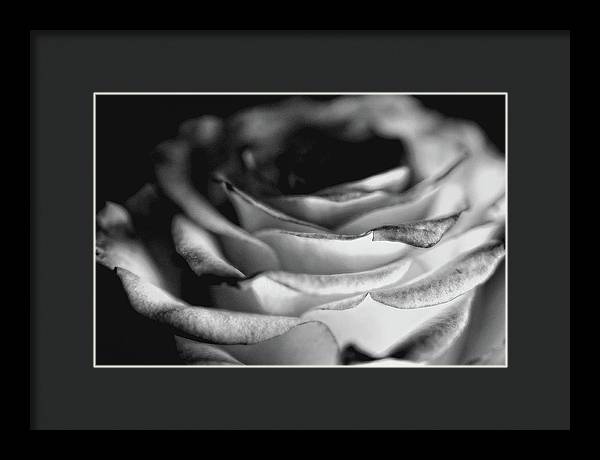 Light Black and White Rose - Framed Print