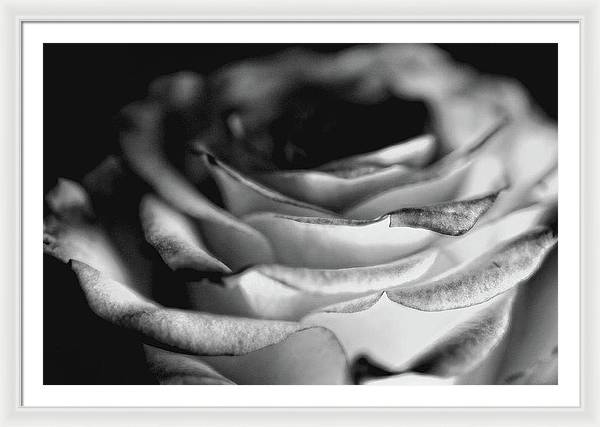 Light Black and White Rose - Framed Print