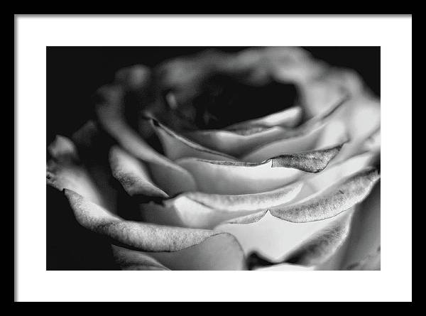 Light Black and White Rose - Framed Print