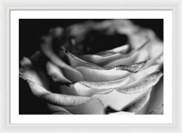 Light Black and White Rose - Framed Print