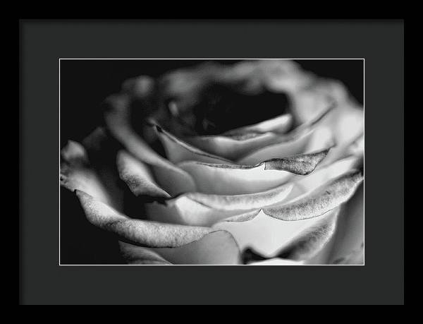 Light Black and White Rose - Framed Print