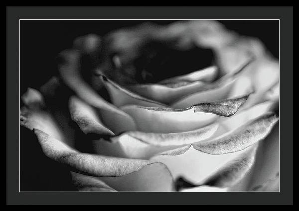 Light Black and White Rose - Framed Print