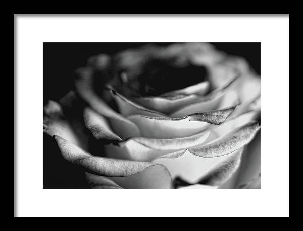 Light Black and White Rose - Framed Print