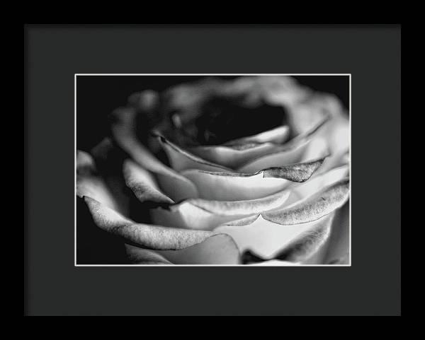 Light Black and White Rose - Framed Print