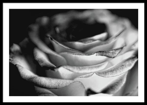 Light Black and White Rose - Framed Print