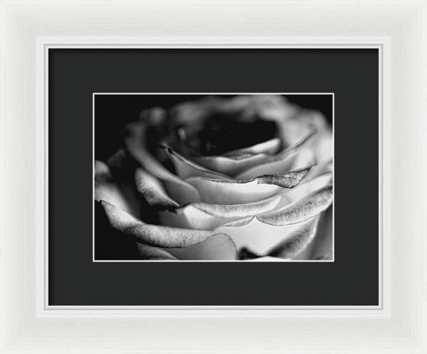 Light Black and White Rose - Framed Print