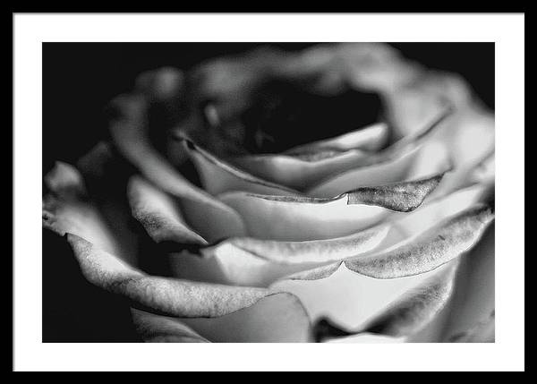 Light Black and White Rose - Framed Print