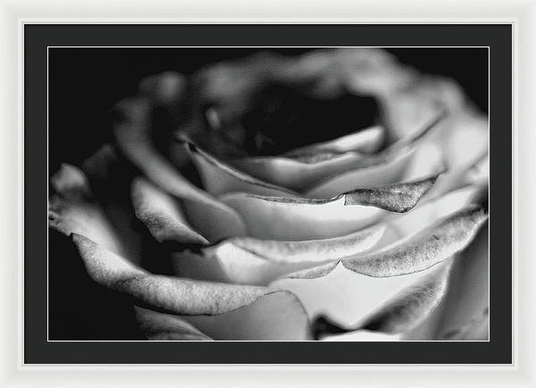 Light Black and White Rose - Framed Print