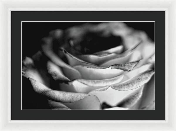 Light Black and White Rose - Framed Print