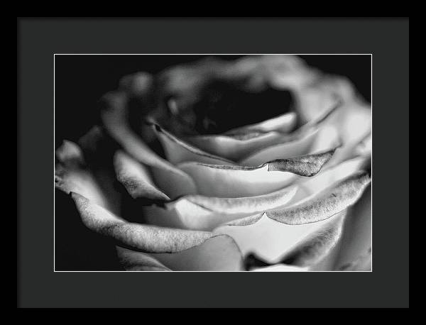 Light Black and White Rose - Framed Print