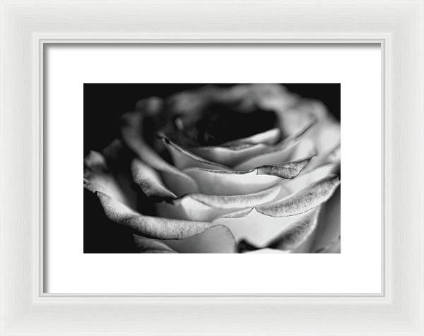 Light Black and White Rose - Framed Print