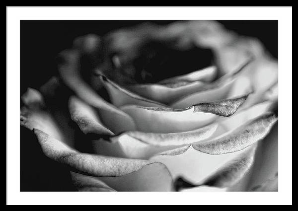 Light Black and White Rose - Framed Print