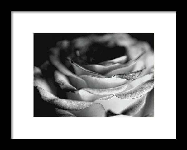 Light Black and White Rose - Framed Print