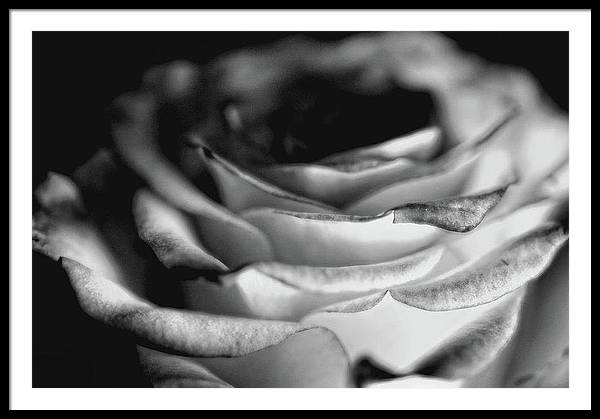 Light Black and White Rose - Framed Print