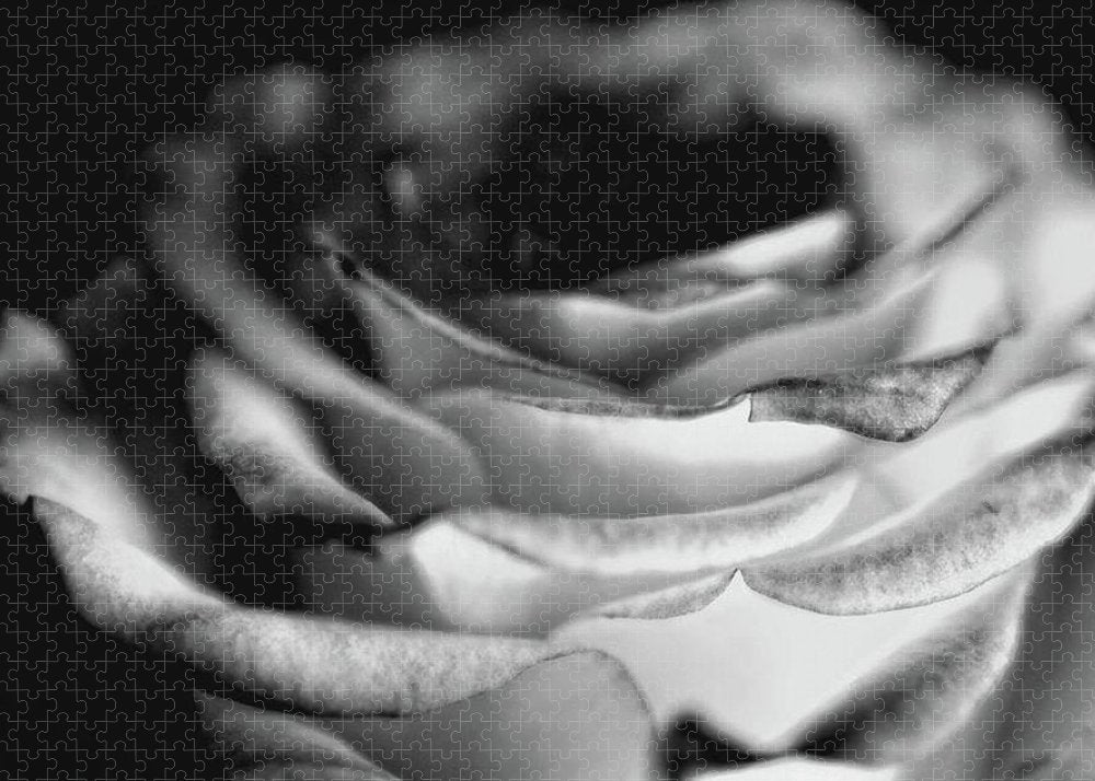Light Black and White Rose - Puzzle