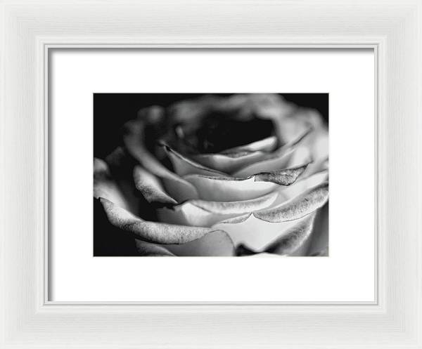 Light Black and White Rose - Framed Print