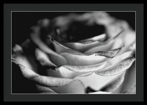 Light Black and White Rose - Framed Print