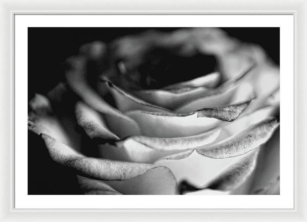 Light Black and White Rose - Framed Print