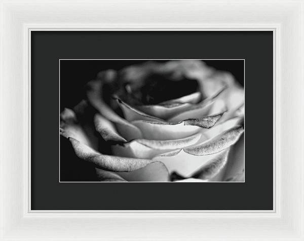Light Black and White Rose - Framed Print