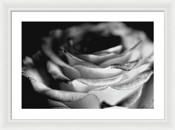 Light Black and White Rose - Framed Print