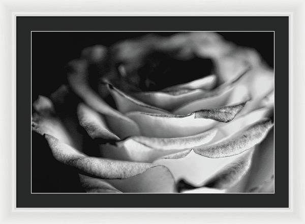 Light Black and White Rose - Framed Print