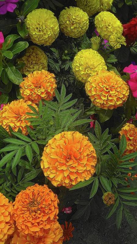 Marigold Garden - Art Print