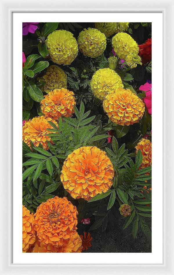 Marigold Garden - Framed Print
