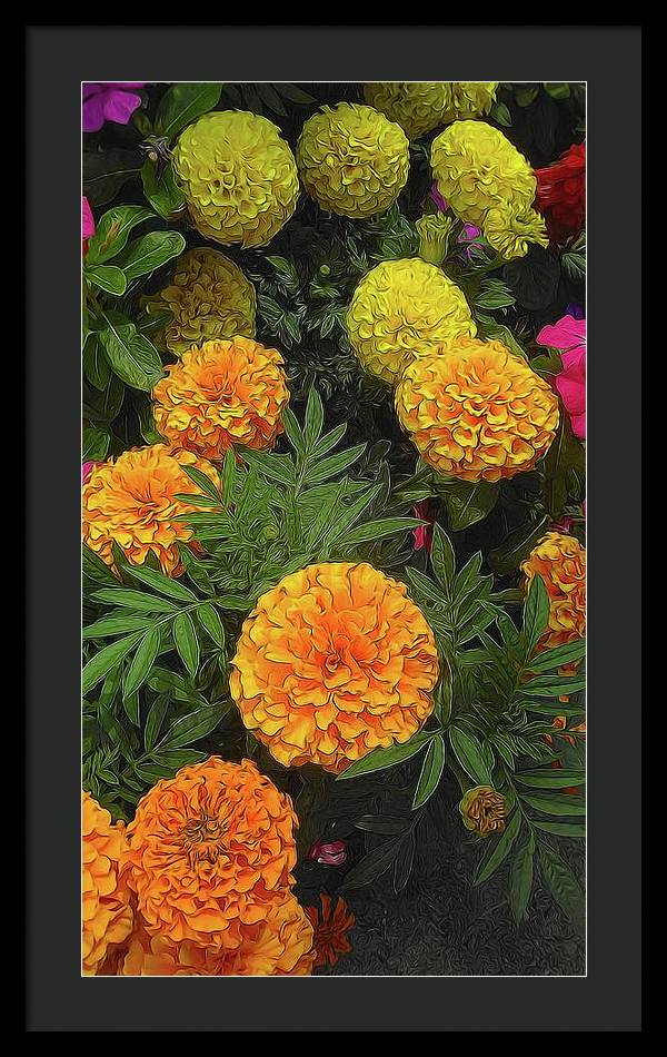 Marigold Garden - Framed Print