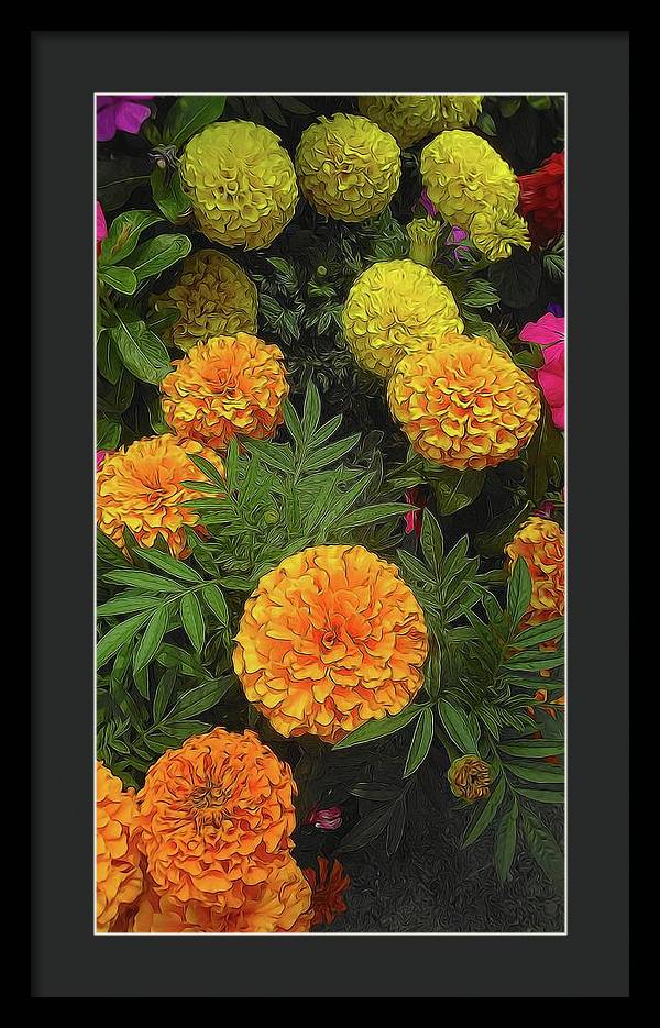 Marigold Garden - Framed Print