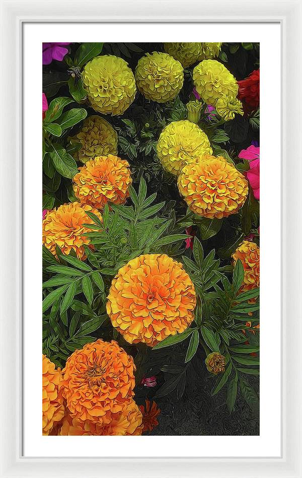 Marigold Garden - Framed Print
