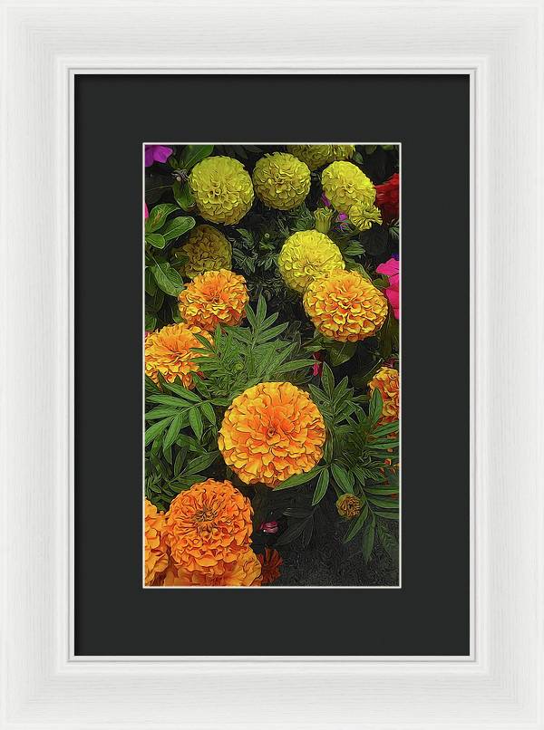 Marigold Garden - Framed Print