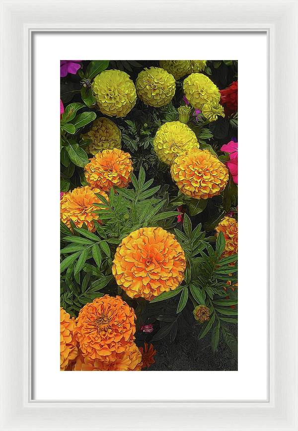 Marigold Garden - Framed Print