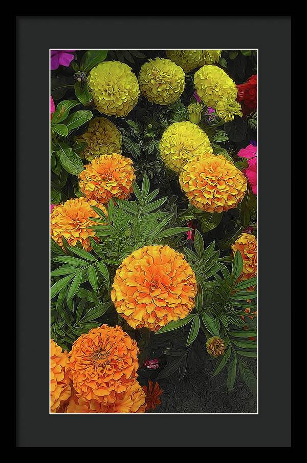 Marigold Garden - Framed Print
