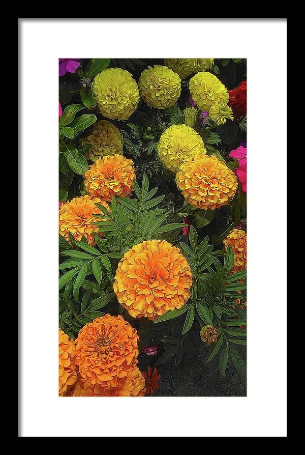 Marigold Garden - Framed Print