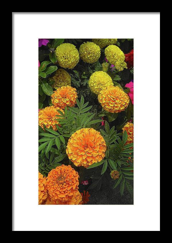 Marigold Garden - Framed Print