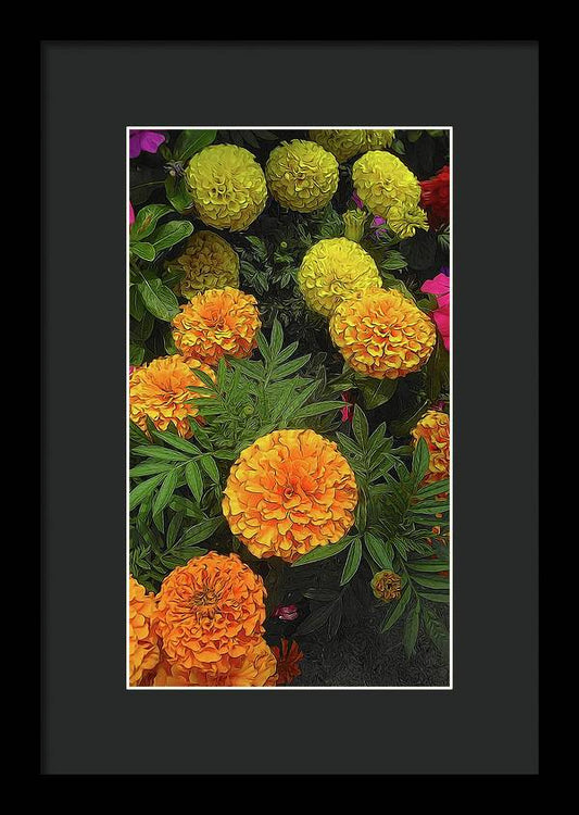 Marigold Garden - Framed Print