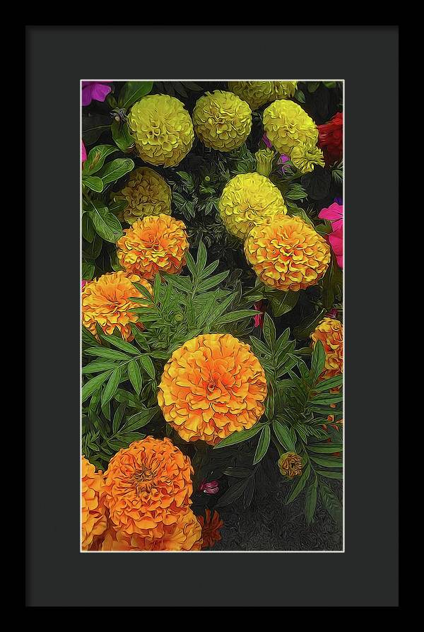Marigold Garden - Framed Print