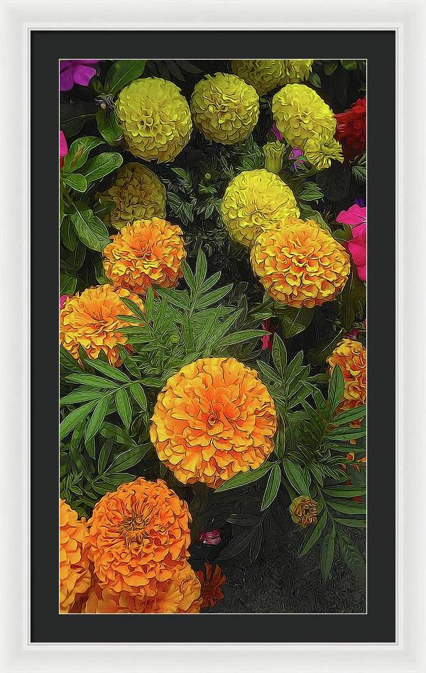 Marigold Garden - Framed Print